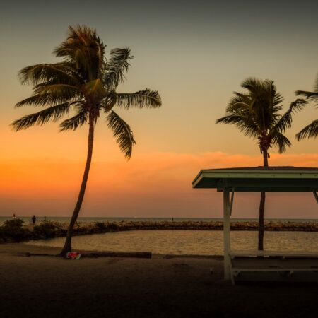 Palm Trees at sunset in Key largo Florida