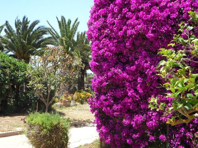 Pink Bougainvillea and Coconut Palms adorn Key Largo