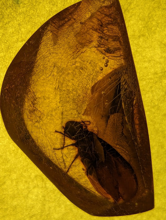 A piece of amber with a fly in it. From the Amber museum in lithuania Palanga